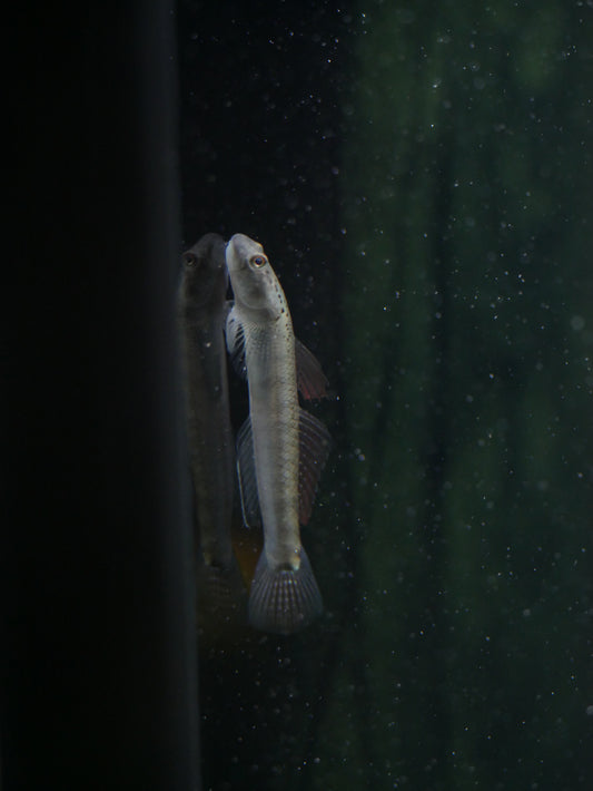 Orange Fin Stiphodon Goby (Stiphodon maculidorsalis)