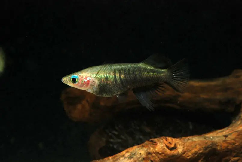 Oryzias eversi *RARE