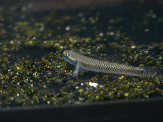 Neon Blue Goby(Stiphodon elegan)