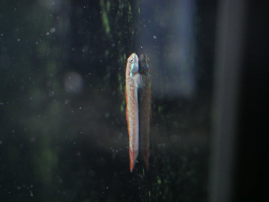 Stiphodon Annieae Goby