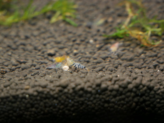 Mixed Orange Eye Shrimp