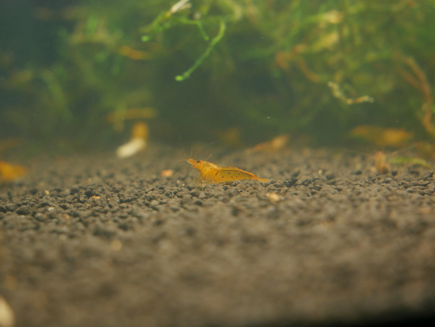 Tangerine Tiger Shrimp