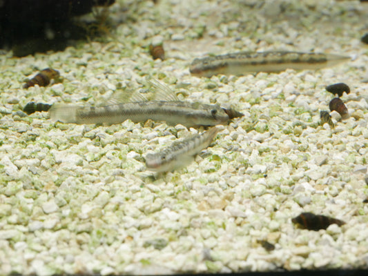 Blue Streamgoby(Sicyopterus lagocephalus)