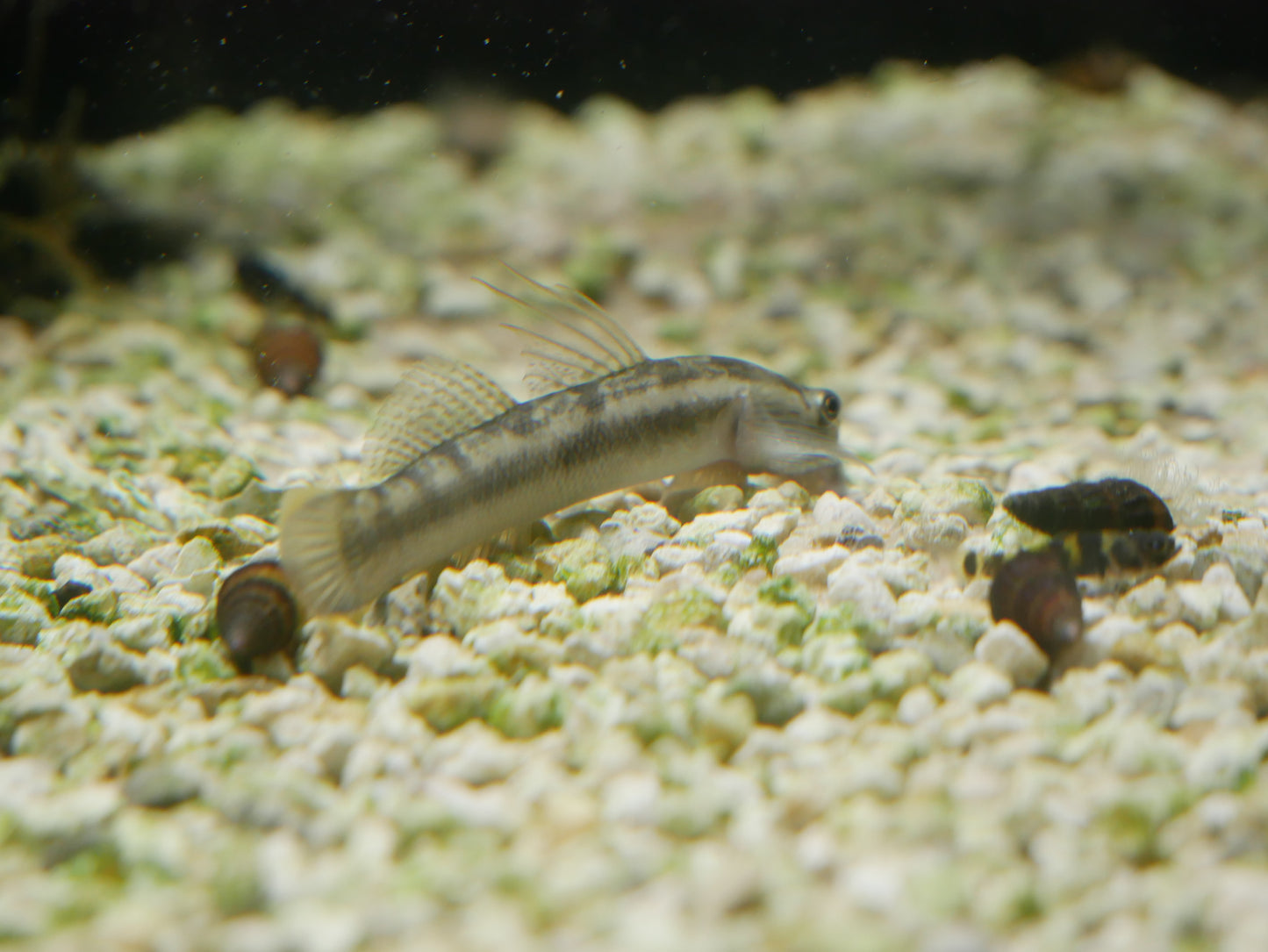 Blue Streamgoby(Sicyopterus lagocephalus)