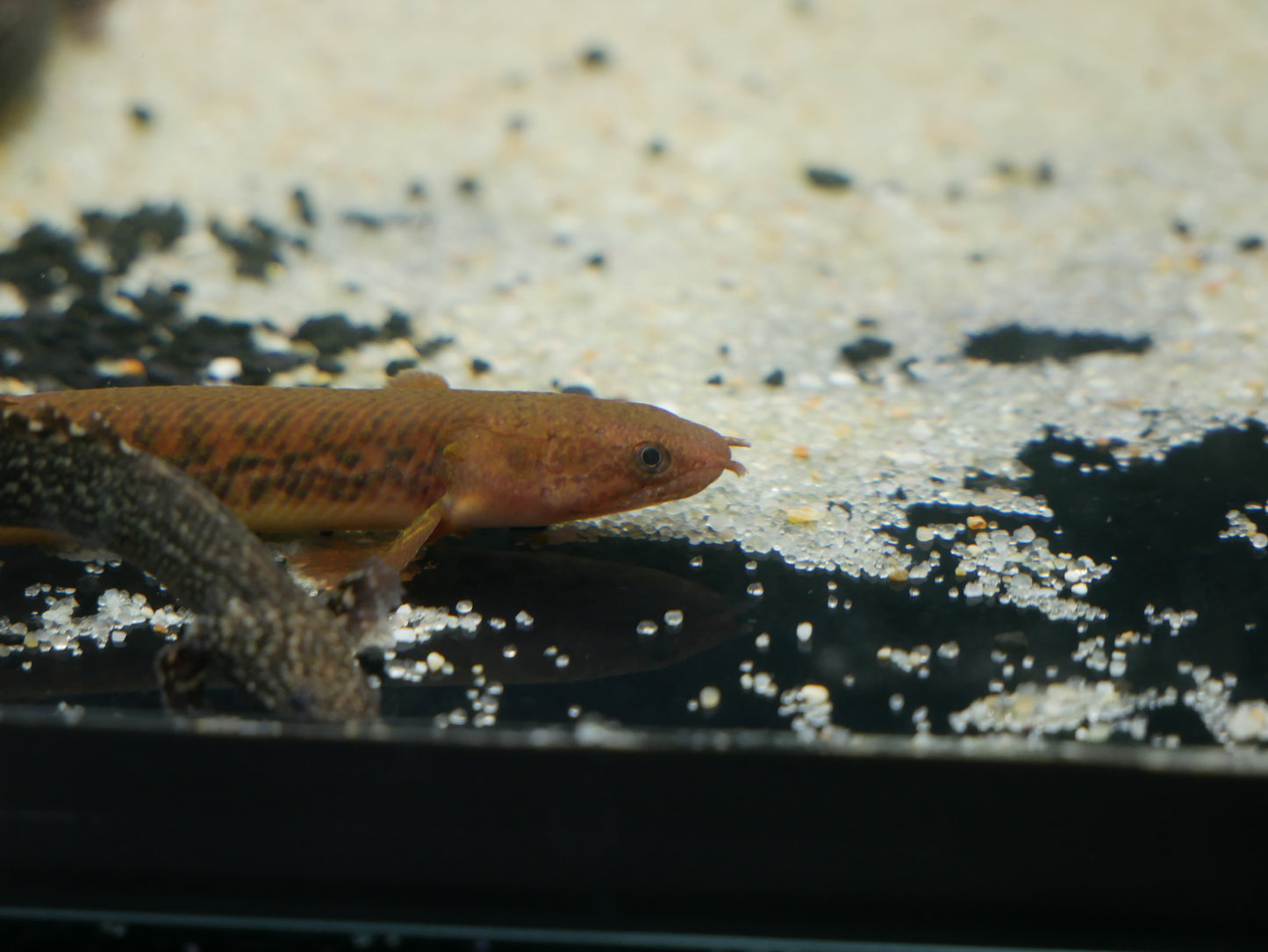 Teuglesi Bichir (Polypterus teuglesi)