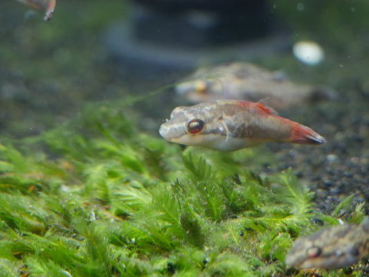 Red Eye Red Tailed Puffer (Carinotetraodon irrubesco)