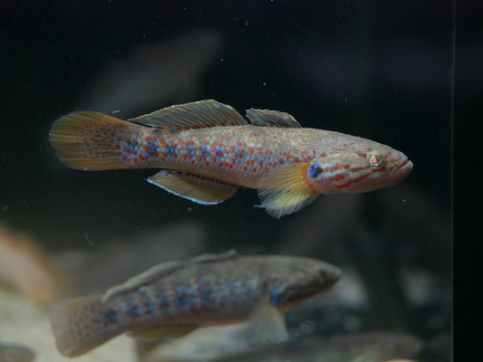 Banded Gudgeon "Mogurnda cingulata"