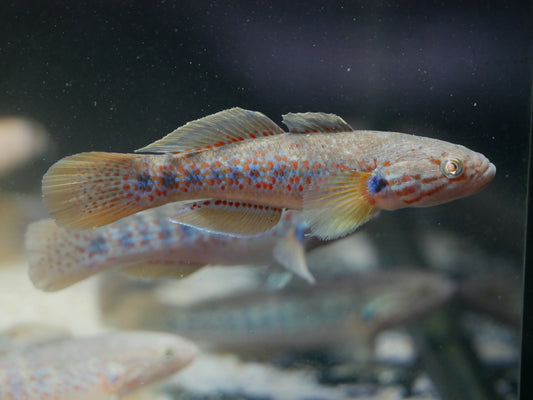 Banded Gudgeon "Mogurnda cingulata"