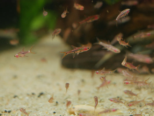 Chili Rasbora