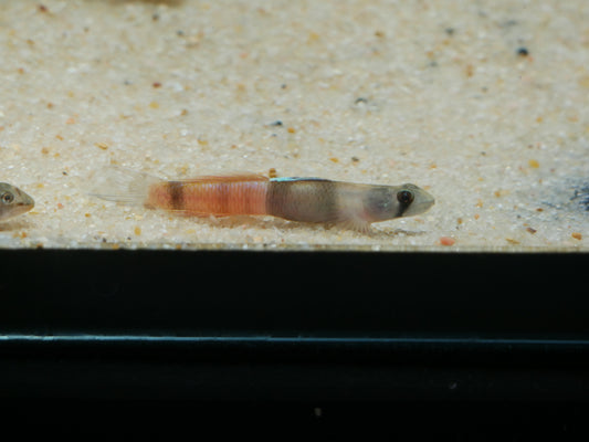 Flaming Arrow Goby (Sicyopus zosterophorum)