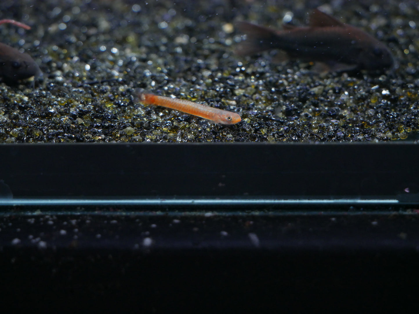 Birdsong Goby (Stiphodon Surrufus)