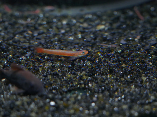 Birdsong Goby (Stiphodon Surrufus)