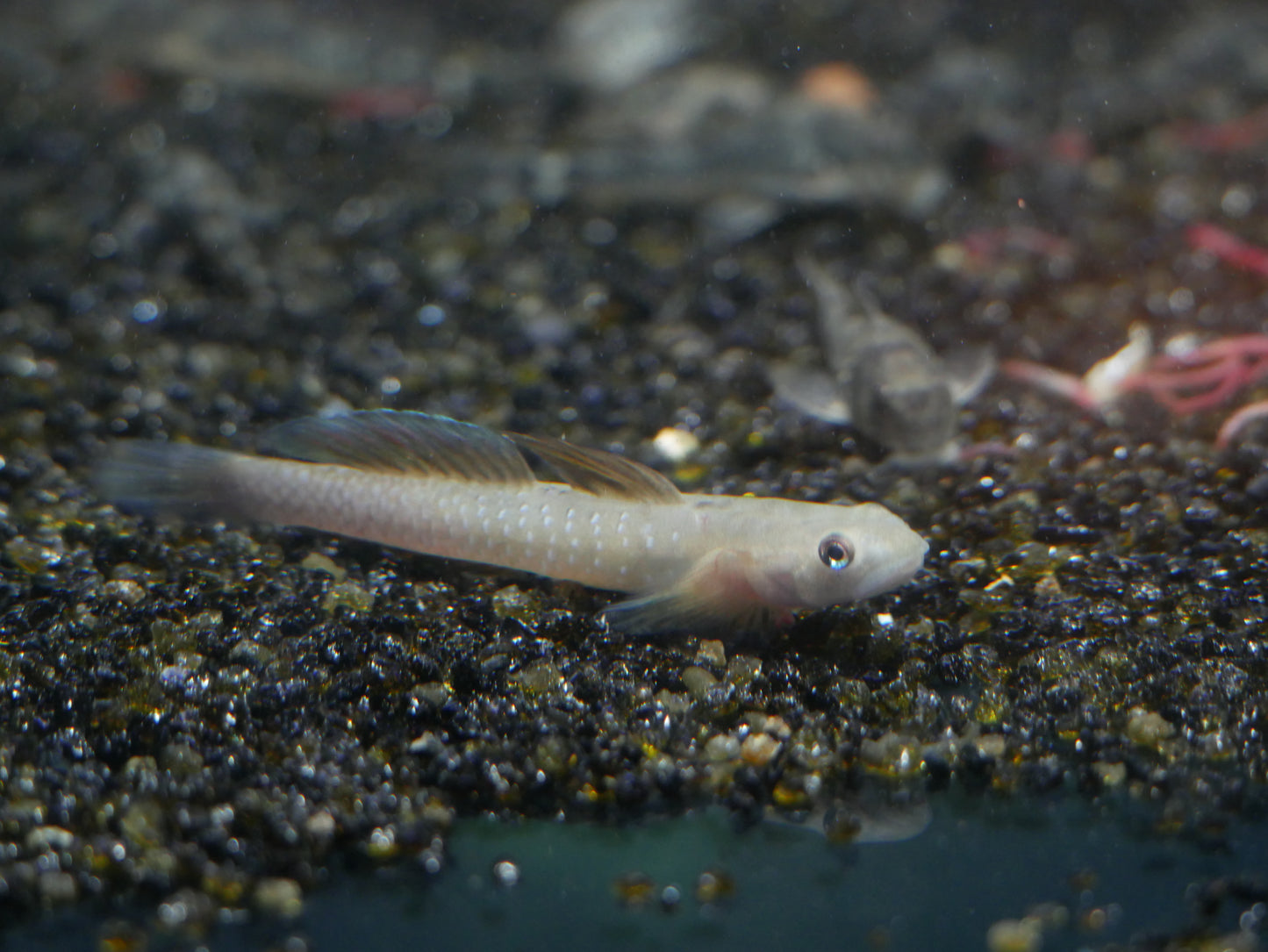 Rainbow Goby (Sicyopus cebuensis)