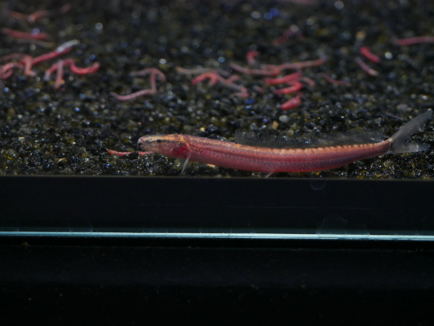 Scissor Loach (vaillantella maassi)