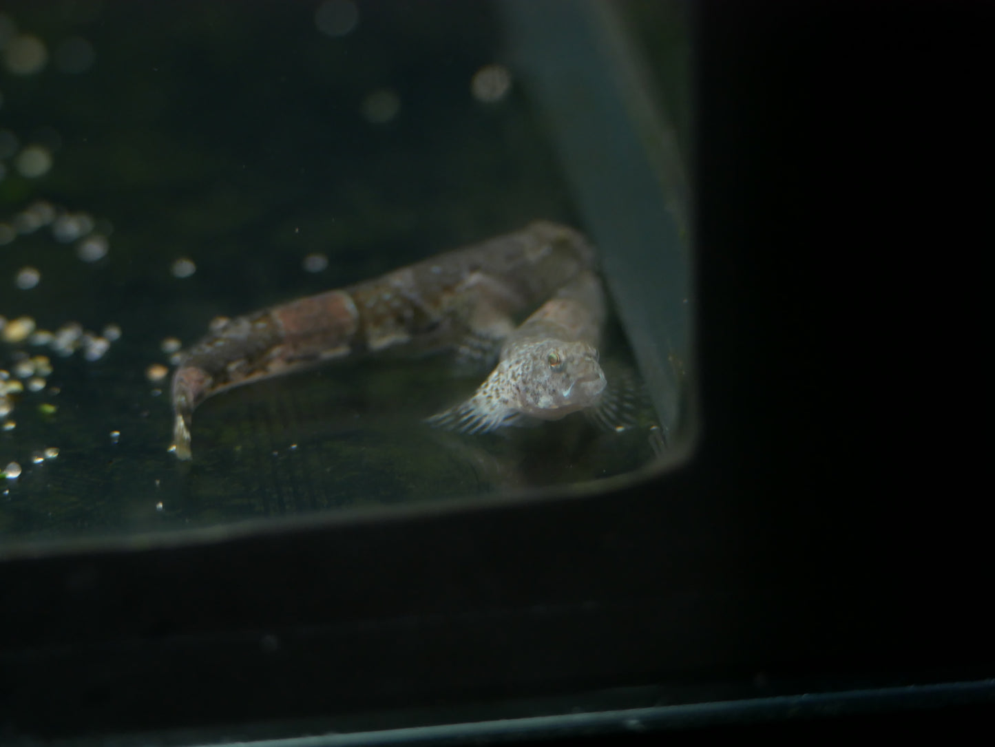 Tiger Goby (Schismatogobius ampluvinculus)