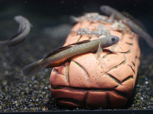 Rainbow Goby (Sicyopus cebuensis)