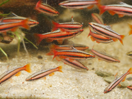 Red Coral Pencil Fish