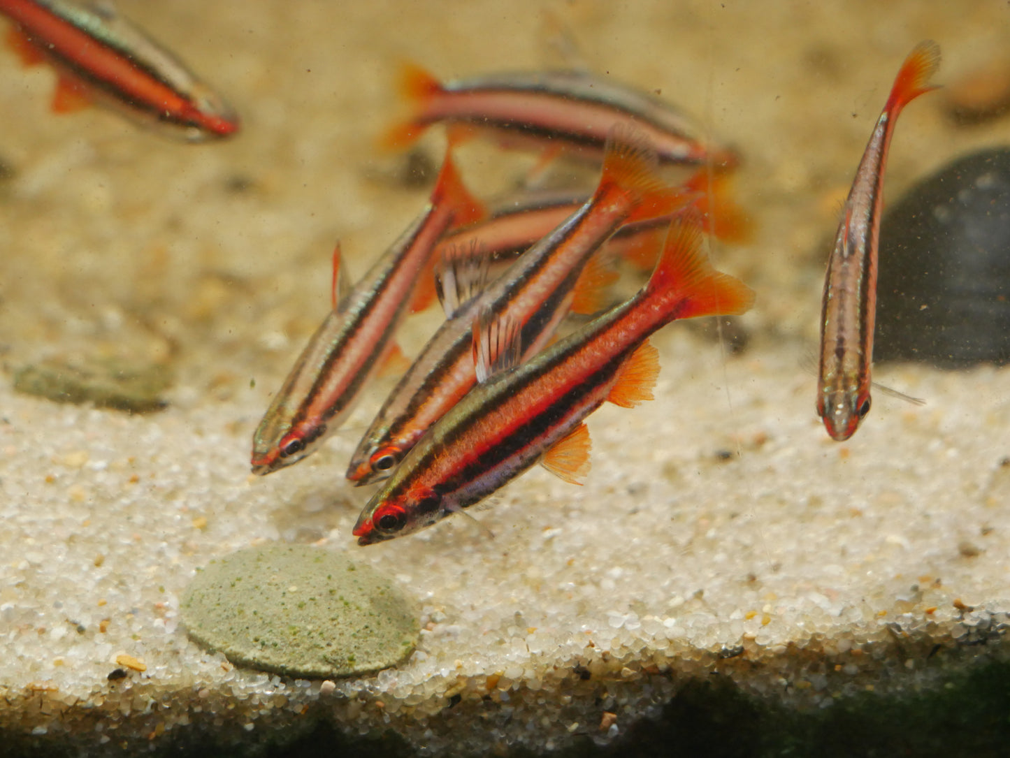 Red Coral Pencil Fish