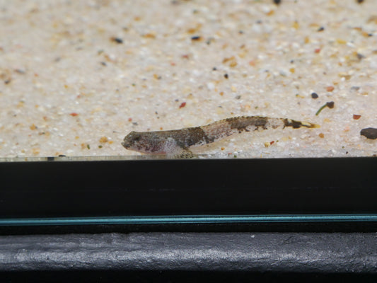 Tiger Goby (Schismatogobius ampluvinculus)