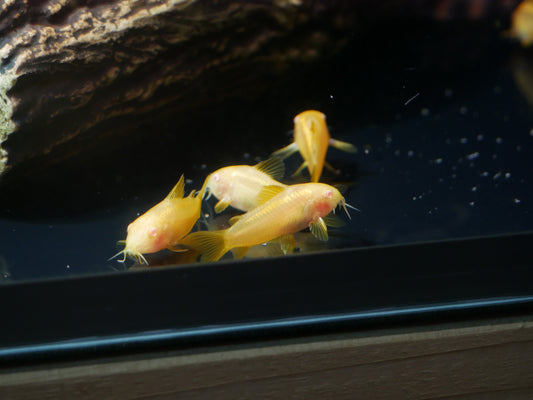 Albino Gold Laser Corydoras