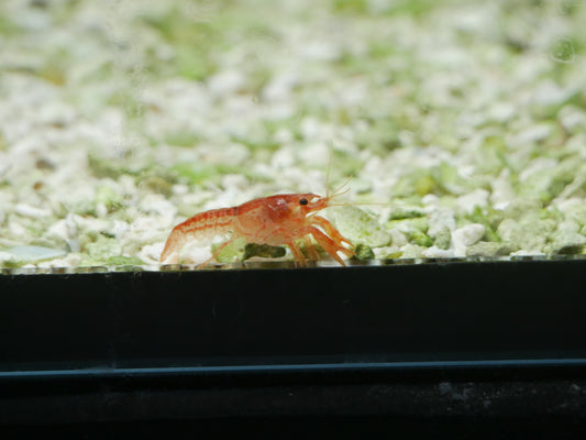 Mexican Dwarf Crayfish