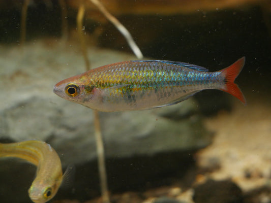 Melanotaenia spec.Kali Tawa Rainbowfish