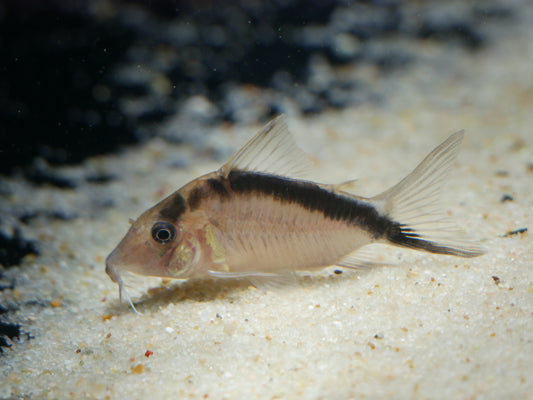 Corydoras Bethenae