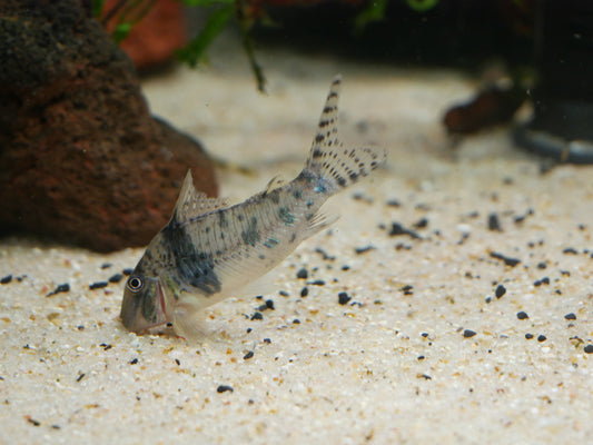 Corydoras Sarareensis
