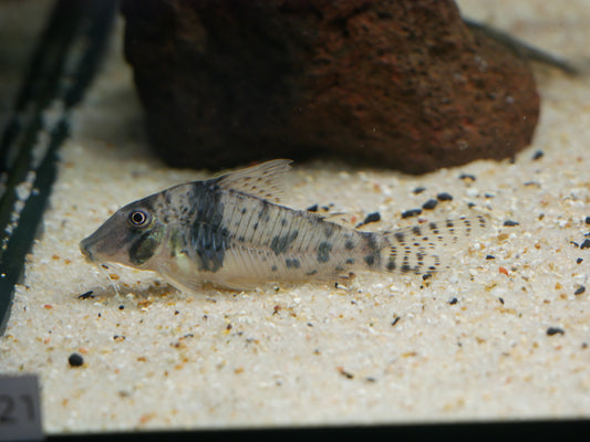 Corydoras Sarareensis