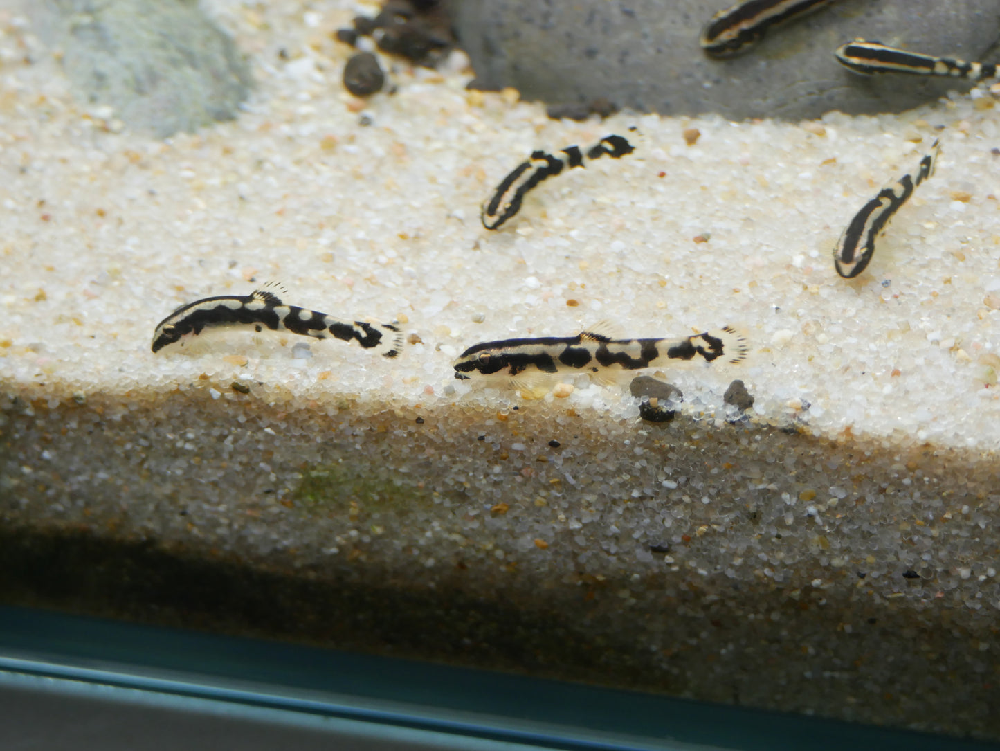 Gold line Panda Loach "Yaoshania cf. pachychilus"