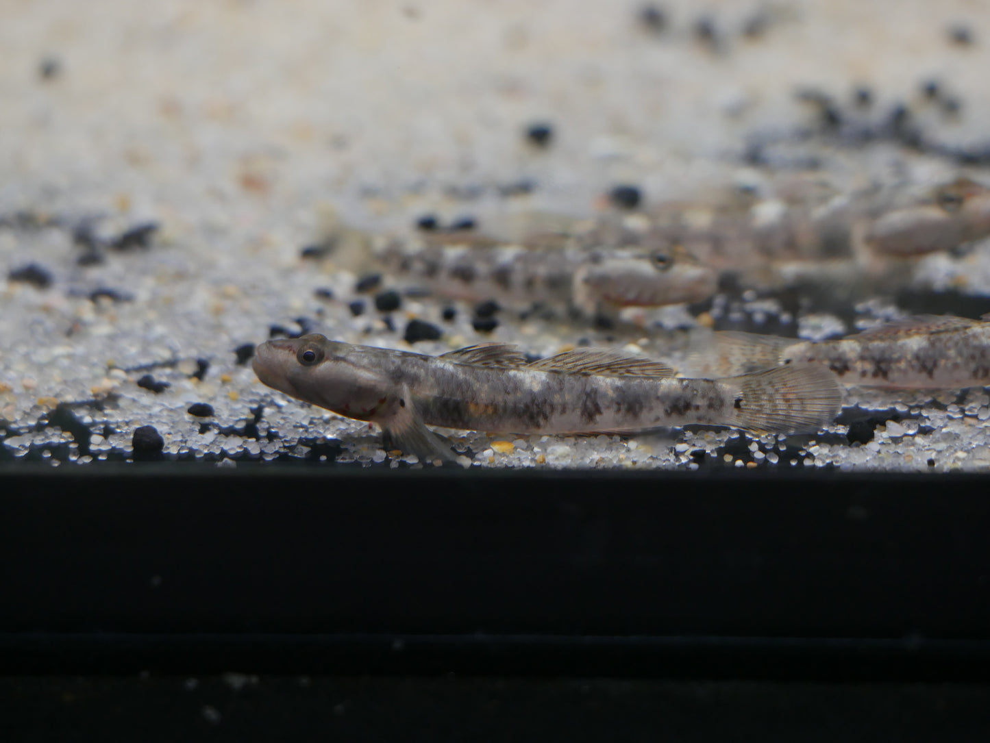 White Cheeked Goby (Rhinogobius duospilus)