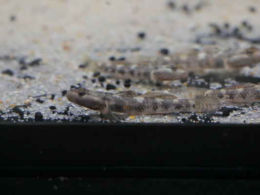 White Cheeked Goby (Rhinogobius duospilus)