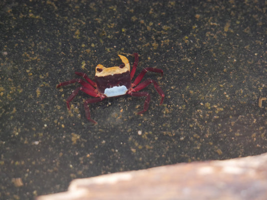 Yellow Witcher Crab "Lepidothelphusa menneri"