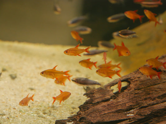 Mato Grosso Red Cherry Tetra - MoonlightAquatics