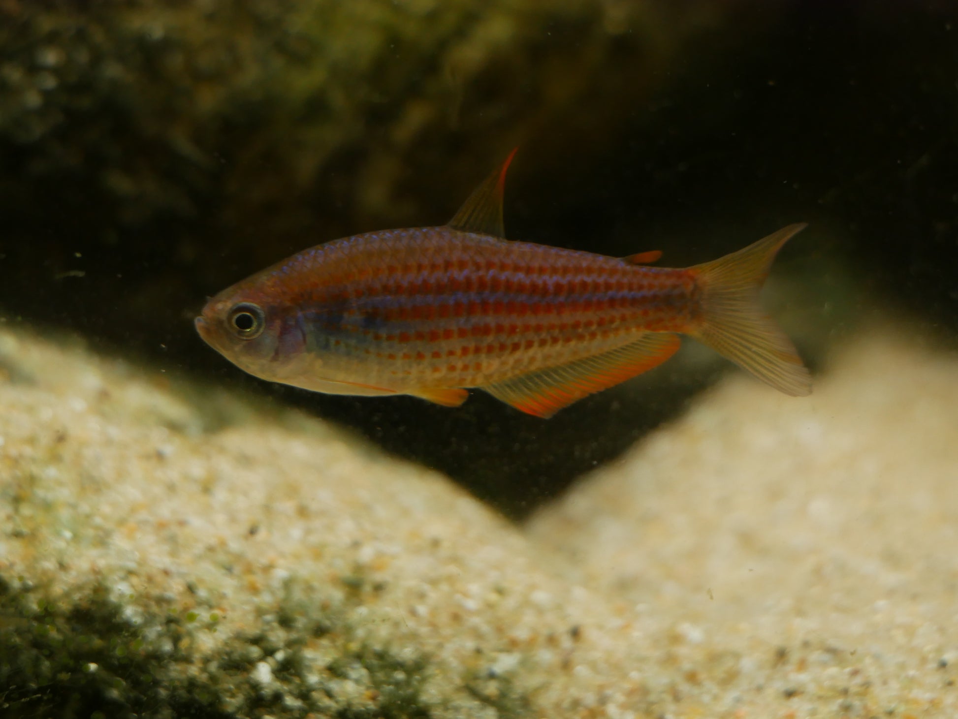 Scratched Kerri Tetra (Inpaichthys parauapiranga) - MoonlightAquatics