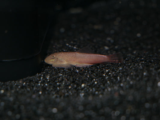 Gastromyzon Red Devil Hillstream Loach *EXTREMELY RARE