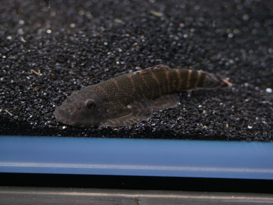 Green Laser Borneo Hillstream (Gastromyzon Lepidogaster)