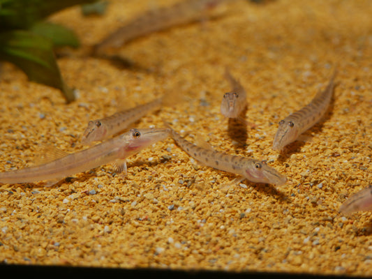 Horseface Loach (Acantopsis cf. dialuzona)