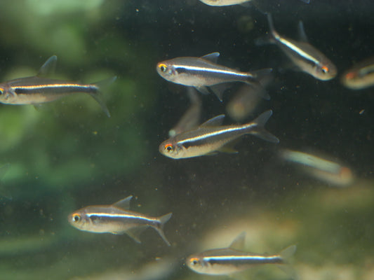 Black Neon Tetra (Hyphessobrycon herbet axelordi)