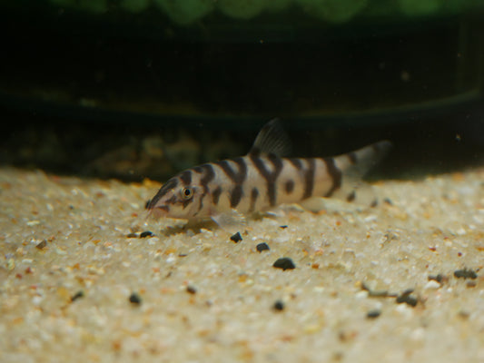 Yo Yo Loach (Botia loachata)