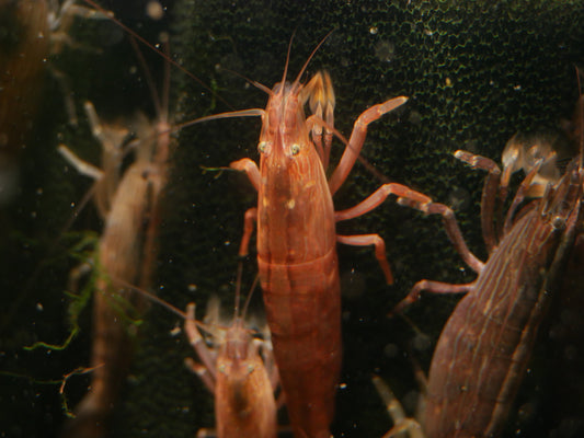 Bamboo Shrimp (Atyopsis moluccensis)