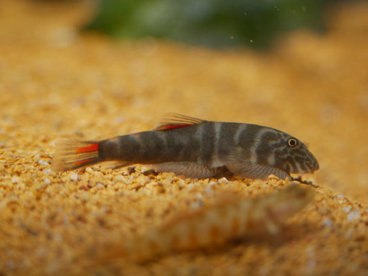 Bloody Mary Hillstream Loach (Gastromyzon sp. ‘Bloody Mary’)