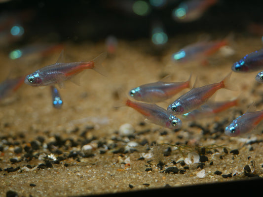 Diamond Head Neon Tetra(Paracheirodon innesi)