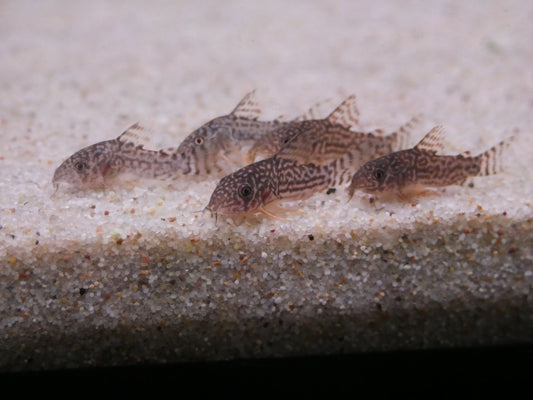 Sterbai Cory (Hoplisoma sterbai)