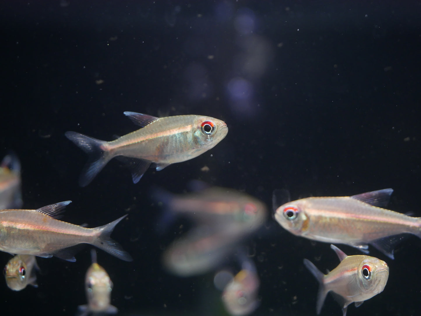 Watermelon Tetra (Hemigrammus coeruleus)