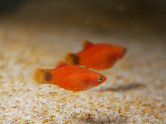 Red Micky Mouse Platy