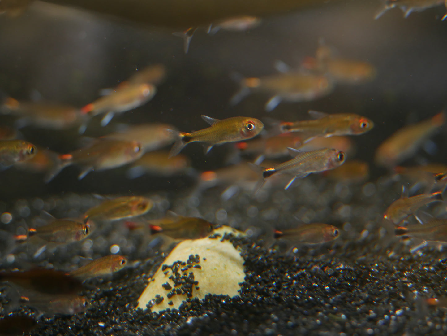 Ruby Tetra (Axelrodia riesei)