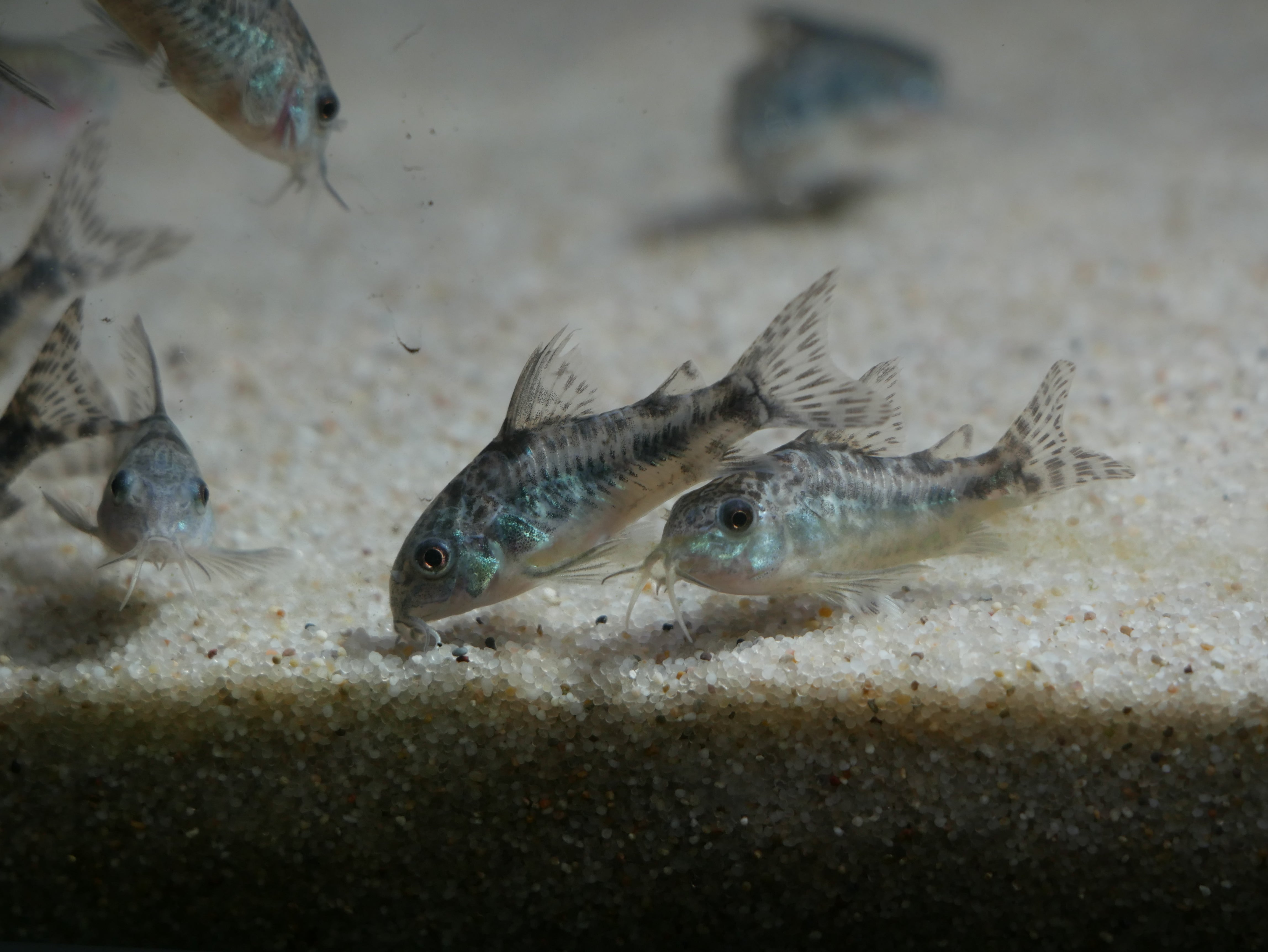 Peppered Corydoras
