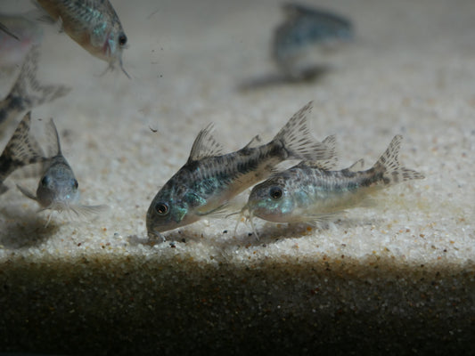 Peppered Corydoras (Hoplisoma paleatus)