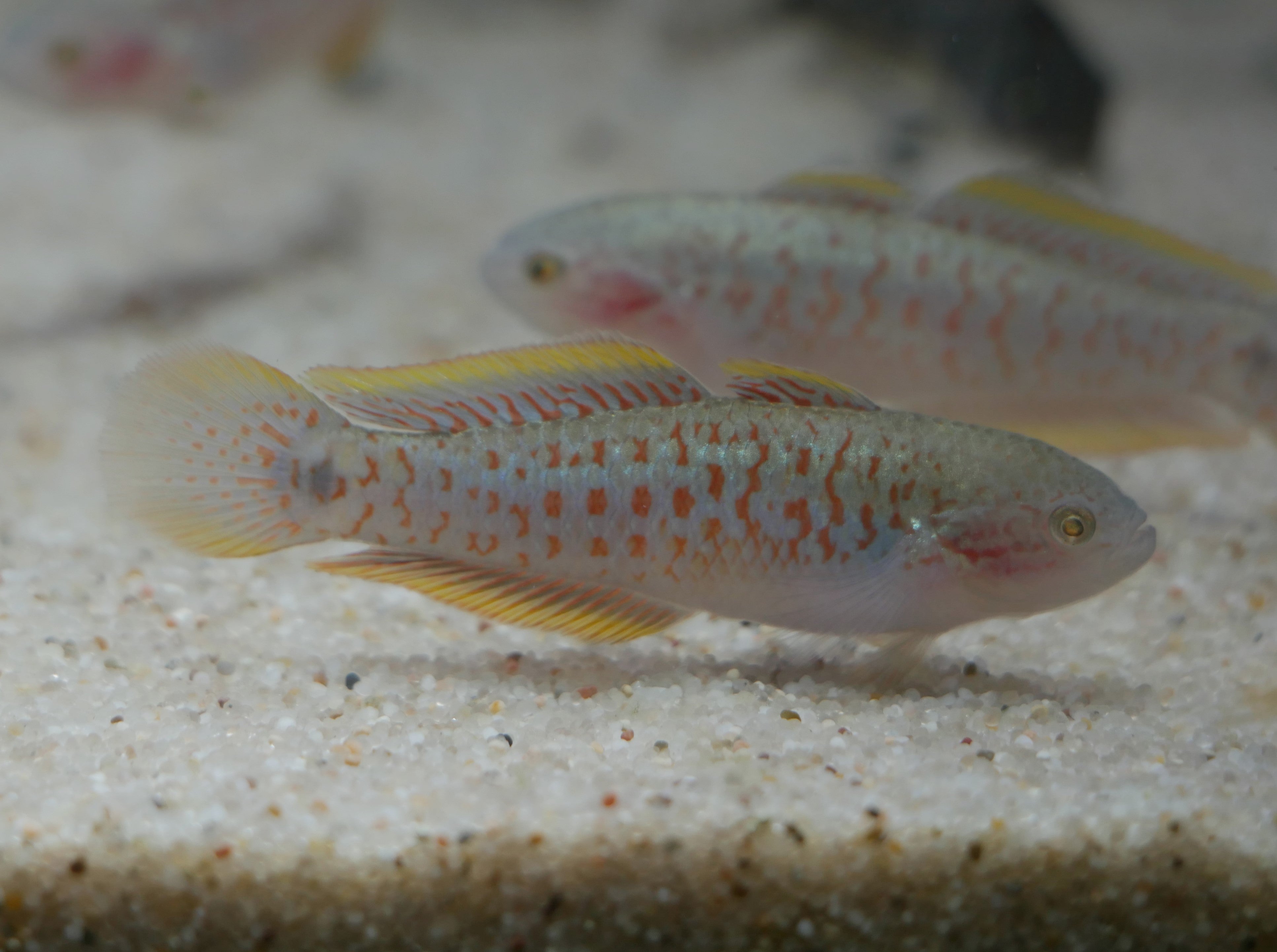 Peacock Gudgeon